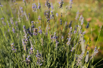 Lavender in a Field on a Sunny Day