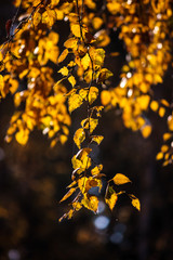 Yellow birch Autumn leaf on a dark background with backlight.