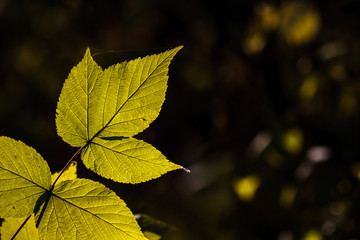 Green yellow Autumn leaf on a dark background with backlight.