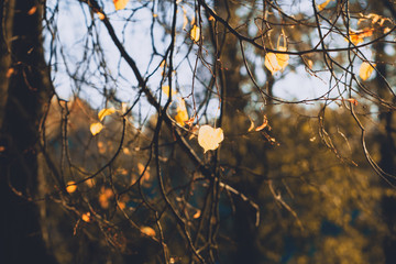 Macro photography of a yellow leaf on a birch branch in an autumn forest. Moody toned image.