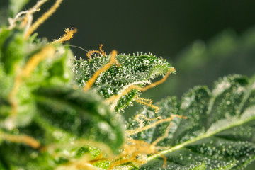 Abstract macro detail of cannabis bud with visible hairs and trichomes. Cultivation of hybrid varieties of Indica and Sativa medical universities.