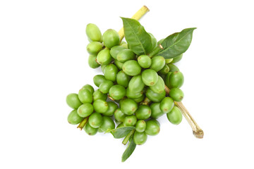 Coffee berry raw green on white background.