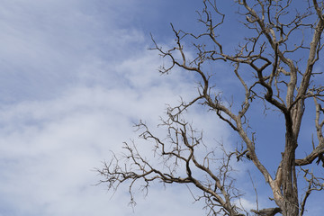 Dead branches with sky background.