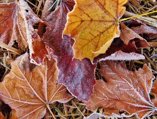 Frost Covered Autumn Leaves