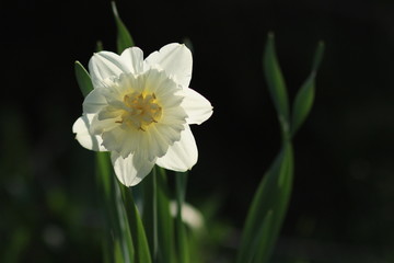 Close-up portrait of Narcisse