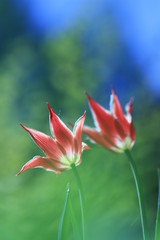 The cups of tulips in the sun