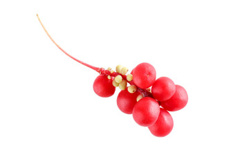 Schisandra chinensis or five-flavor berry. Fresh red ripe berry isolated on white background.