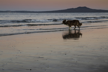 Fototapeta na wymiar Dog on sunset beach