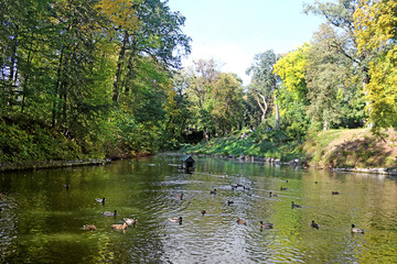 Fototapeta na wymiar Pond with ducks in autumn park 