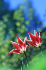 The cups of tulips in the sun
