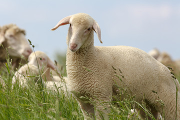 Obraz premium Lamm eines Merinolandschafes