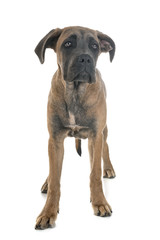 puppy italian mastiff