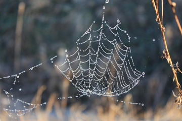 dew on the web