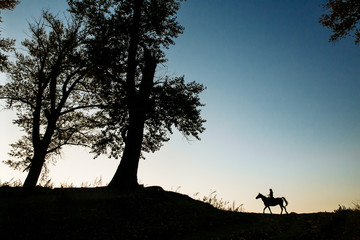 silhouette of a woman riding a horse in a field near a tree. Beautiful sunset sky in the background