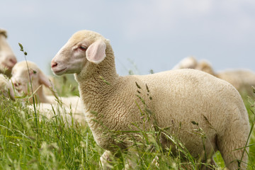 Lamm eines Merinolandschafes