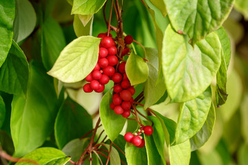 Schisandra chinensis or five-flavor berry on a branch. Fresh red ripe berries on green leaves in garden.