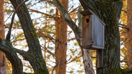 birdhouse in the forest