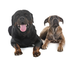 puppy italian mastiff and rottweiler