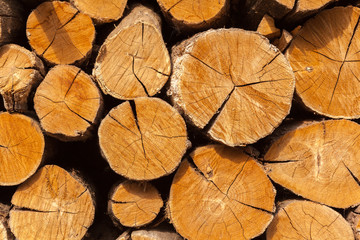 Oak firewood stacked in a pile.