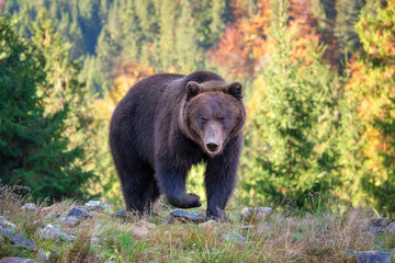 Fototapeta na wymiar Bear (Ursus arctos) in autumn forest