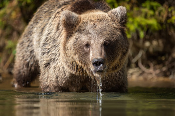 Bear (Ursus arctos) in lake