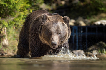 Obraz na płótnie Canvas Bear (Ursus arctos) in lake