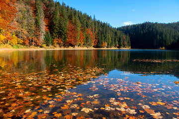 Obraz premium Perfect autumn tree reflections in lake