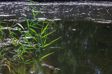 beautiful water lily floating on the muddy water of the river and reeds on the shore are reflected in the water