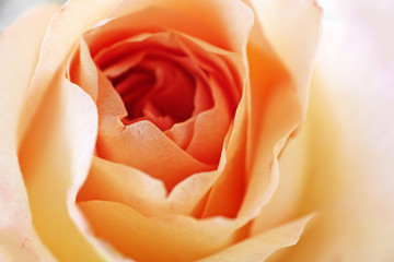 Beautiful orange rose. Close up