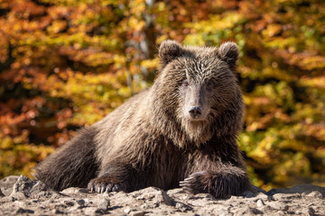 Obraz na płótnie Canvas Bear (Ursus arctos) in autumn forest