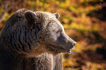 Bear (Ursus arctos) in autumn forest
