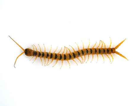 Scolopendra in studio