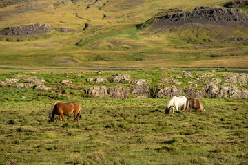 Fototapeta na wymiar Icelandic horses grazing free in a green valley