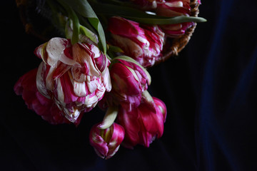 Fototapeta na wymiar bouquet of tulips in a basket on a black background