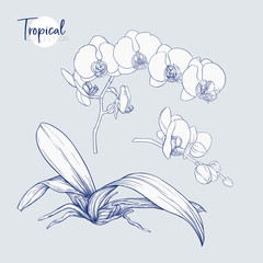 Set of elements for design with tropical plants