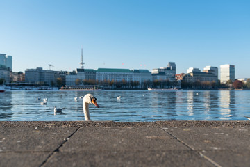 Naklejka premium głowa łabędzia pokazując się za ścianą nabrzeża nad jeziorem Alster w Hamburgu w słoneczny dzień