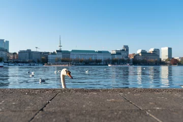 Rideaux tamisants Cygne head of swan showing up behind quay wall at Alster Lake in Hamburg, Germany on sunny day