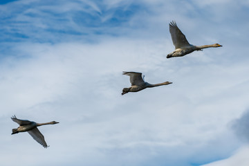 Whopper swans flying in Sunshine