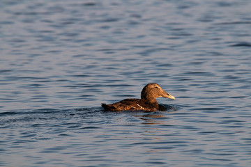 Eiderenten Weibchen schwimmt im Wasser