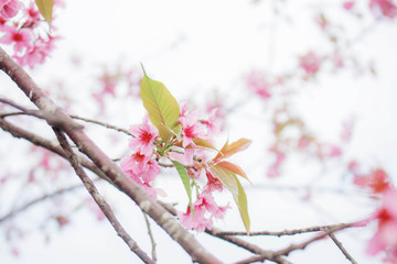 Cherry blossom at sky.