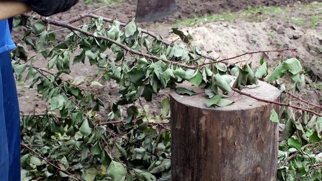 a man cuts branches with an ax, work at the dacha, close-up, cutting of branches, manual labor, steel