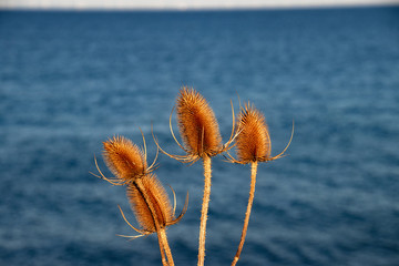 Verblühte Wilde Karde im Hintergrund die Ostsee