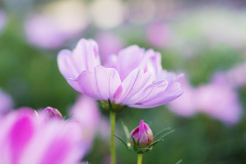 Fototapeta premium cosmos with blurred background.