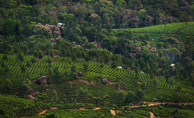 Tea Plantations in the hills