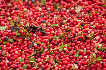 Ripe red appetizing berries cowberry, background, texture.
