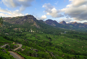 Tea Plantations in the hills