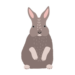 Obraz premium Cute bunny or rabbit isolated on white background