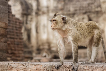 monkey stands on brick.