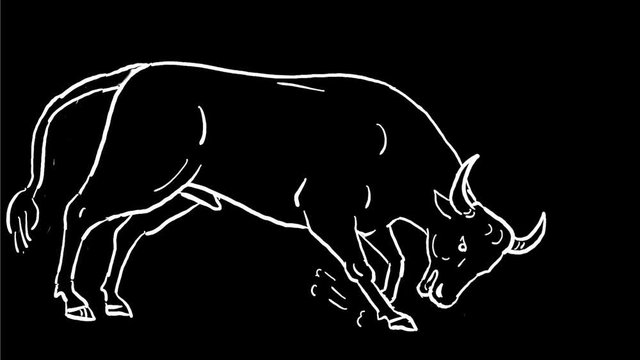 2d Animation motion graphics showing a drawing of a bull about to charge snorting and digging ground on white and green screen with alpha matte in HD high definition.