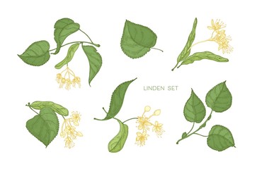 Bundle of elegant detailed botanical drawings of linden green leaves and blooming yellow flowers. Hand drawn parts of flowering tree, medicinal plant. Floral realistic illustration in vintage style.